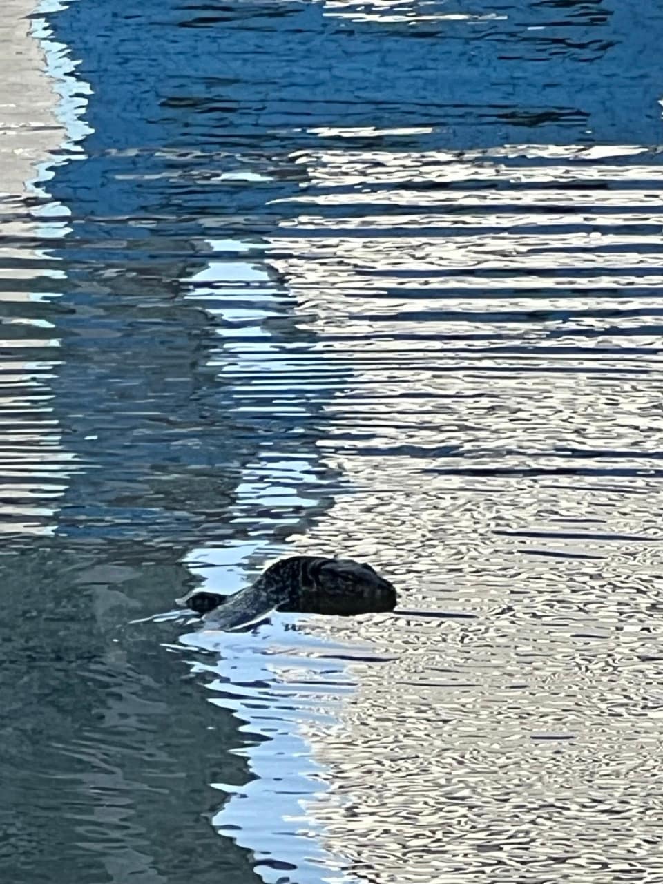 A monitor lizard swimming across a park lake in Bangkok